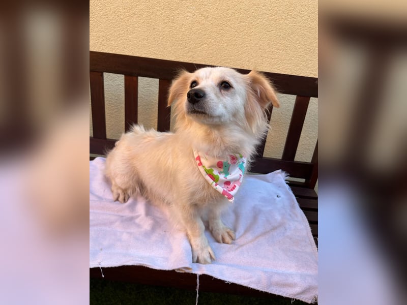 Ashley SR – Liebe Spitz-Hündin sucht ihr Für-Immer-Zuhause