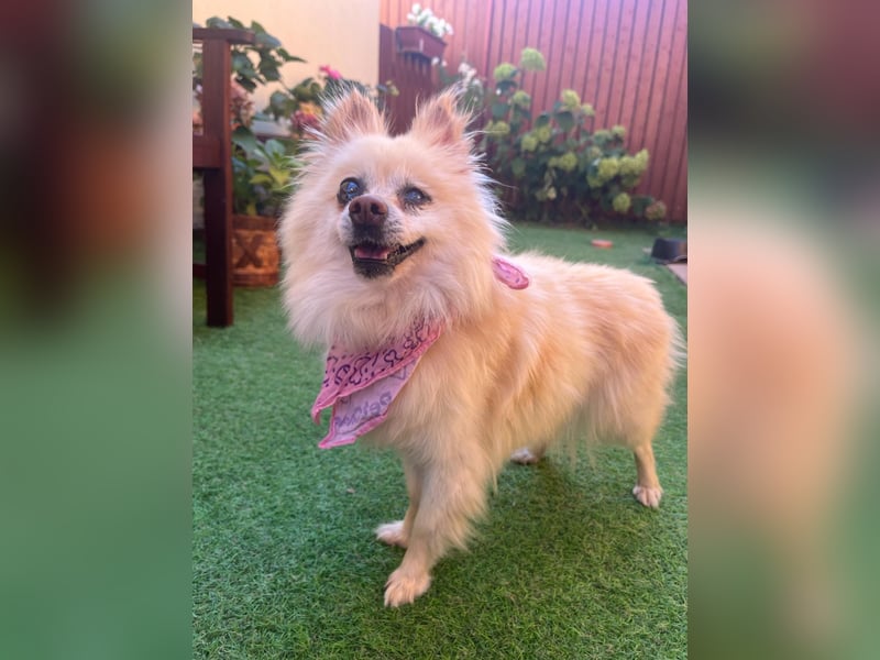 Nara SR – kleine Spitz-Prinzessin sucht endlich ihr Glück