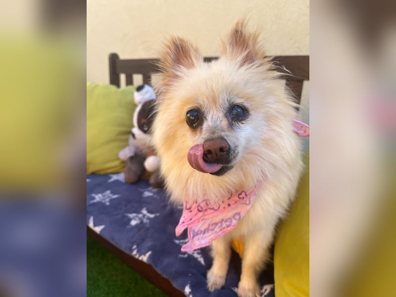 Nara SR – kleine Spitz-Prinzessin sucht endlich ihr Glück