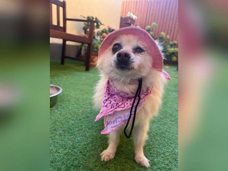 Nara SR – kleine Spitz-Prinzessin sucht endlich ihr Glück