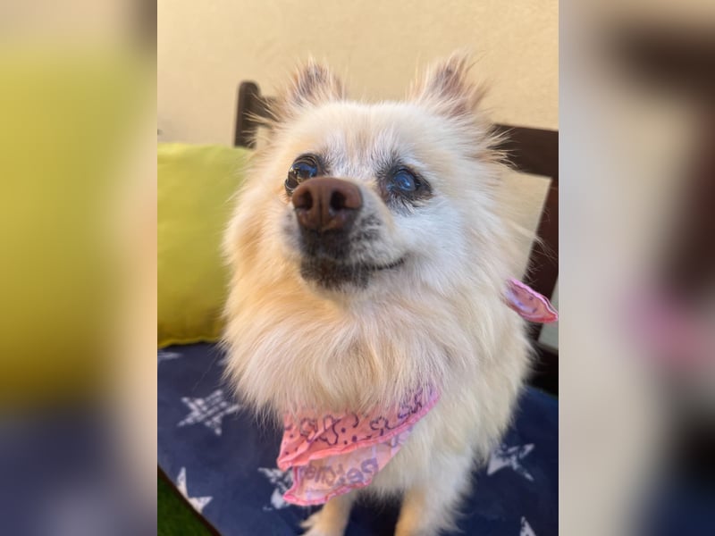 Nara SR – kleine Spitz-Prinzessin sucht endlich ihr Glück