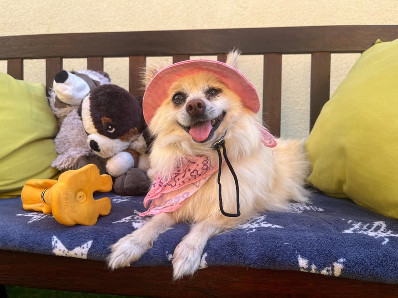 Nara SR – kleine Spitz-Prinzessin sucht endlich ihr Glück