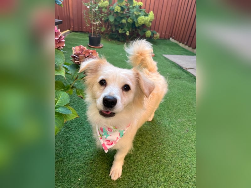 Ashley SR – Liebe Spitz-Hündin sucht ihr Für-Immer-Zuhause