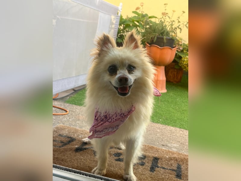 Nara SR – kleine Spitz-Prinzessin sucht endlich ihr Glück