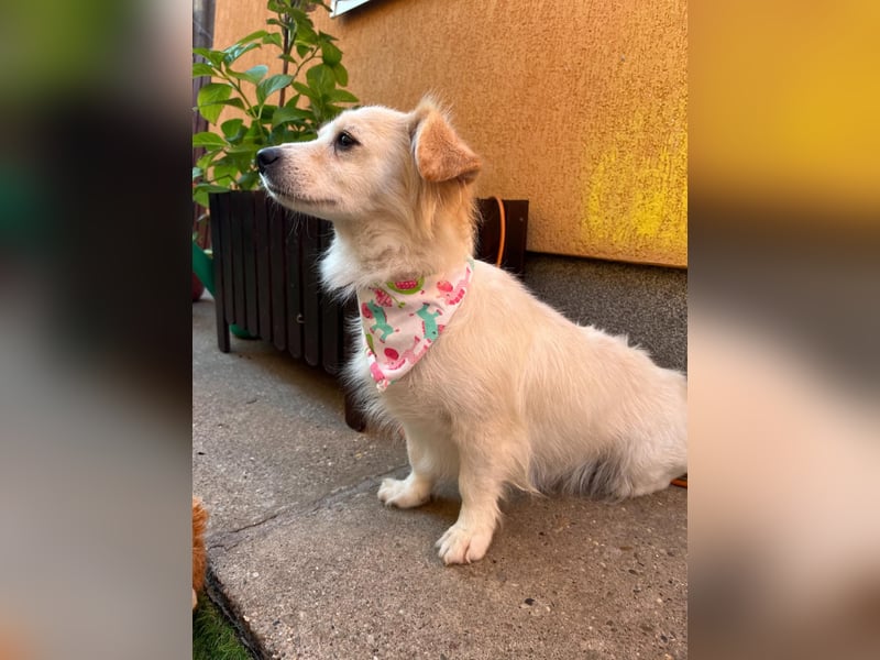 Ashley SR – Liebe Spitz-Hündin sucht ihr Für-Immer-Zuhause
