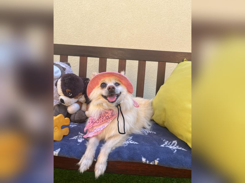 Nara SR – kleine Spitz-Prinzessin sucht endlich ihr Glück