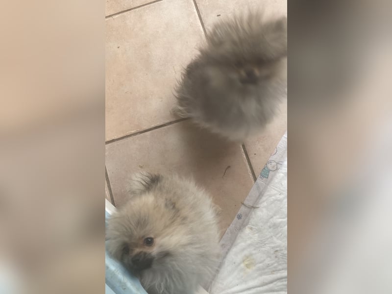 2 kleine Bärchen