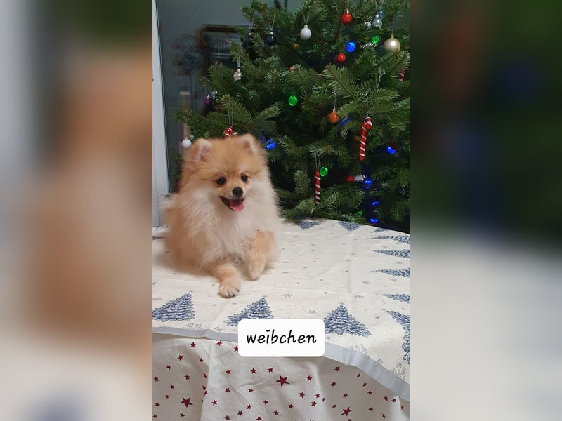 Welpen Zwergspitz reinrassig mit Ahnentafel