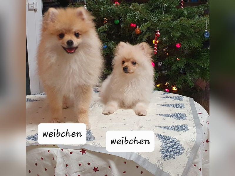 Welpen Zwergspitz reinrassig mit Ahnentafel