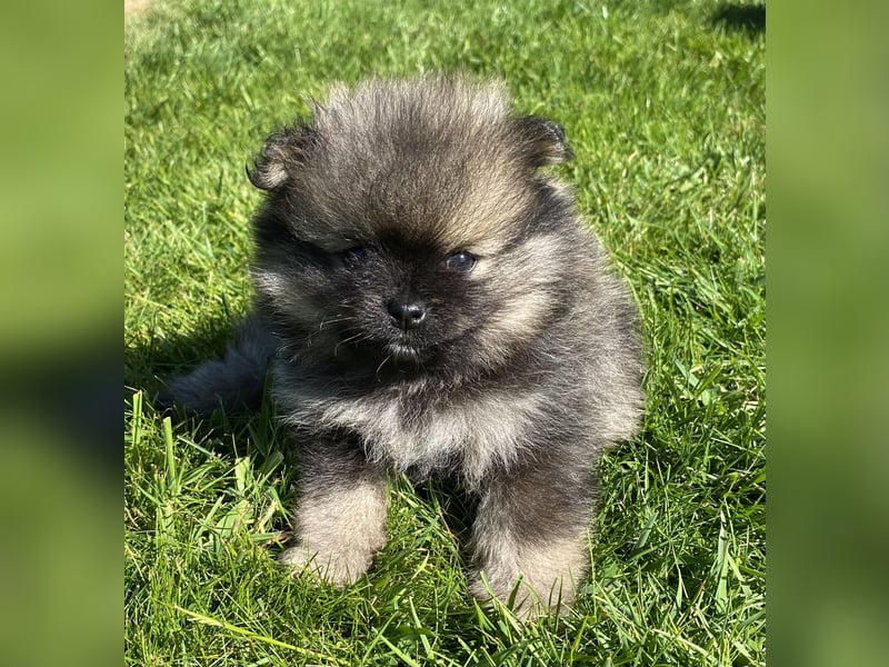 Zwergspitz Pomeranian Welpen mit Ahnentafel