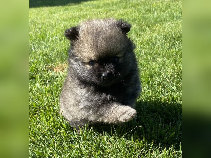 Zwergspitz Pomeranian Welpen mit Ahnentafel