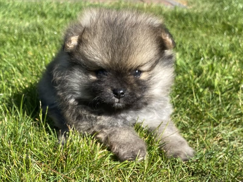 Zwergspitz Pomeranian Welpen mit Ahnentafel