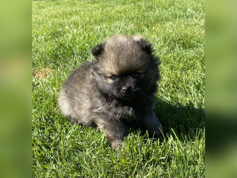 Zwergspitz Pomeranian Welpen mit Ahnentafel