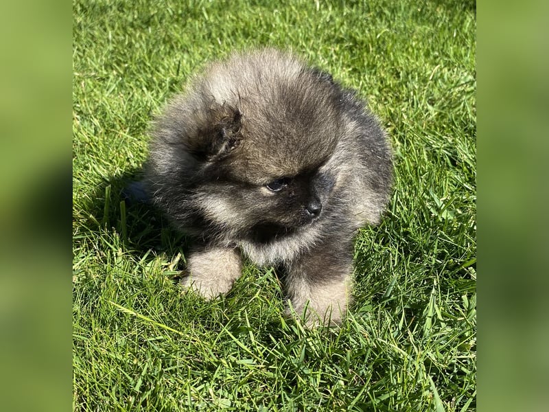 Zwergspitz Pomeranian Welpen mit Ahnentafel