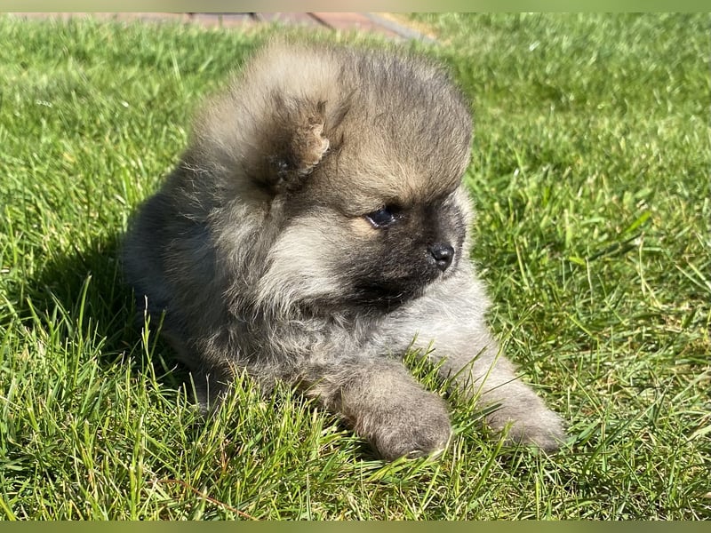 Zwergspitz Pomeranian Welpen mit Ahnentafel