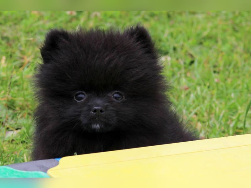 Yulie unsere kleine Pomeranian Zwergspitz Hündin mit Papieren kann ausziehen