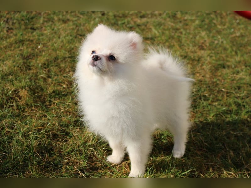 Zwergspitz Pomeranian "Vanilla" Hündin 4 Monate kann ins neue Heim ziehen