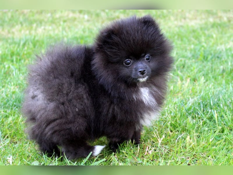 Zwergspitz Pomeranian Welpen in verschiedenen Farben mit Papieren