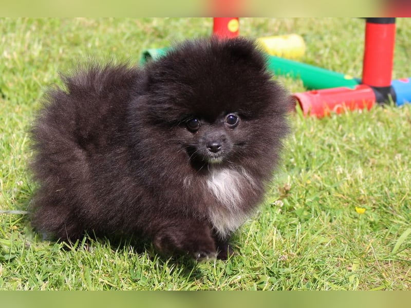 Zwergspitz Pomeranian Welpen in verschiedenen Farben mit Papieren