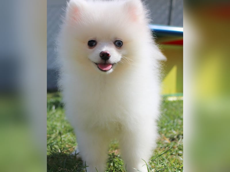 Zwergspitz Pomeranian Welpen in verschiedenen Farben mit Papieren