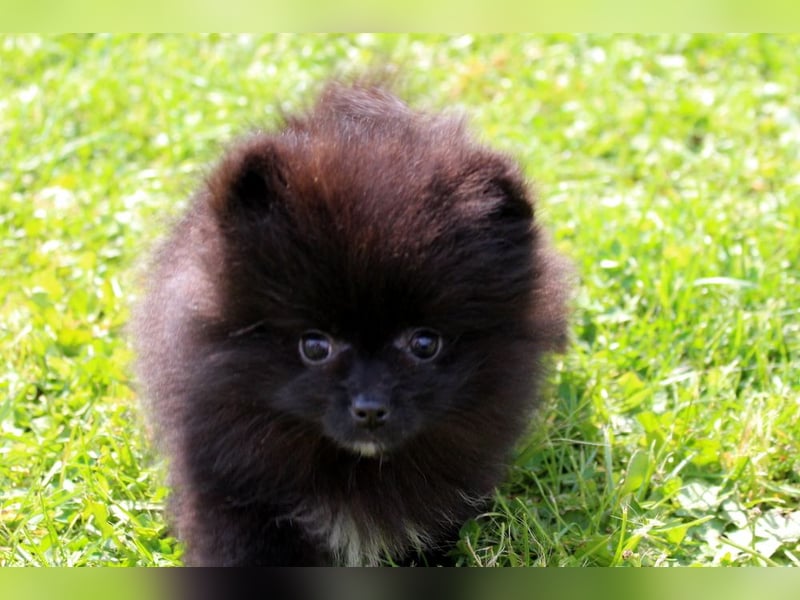 Zwergspitz Pomeranian Welpen in verschiedenen Farben mit Papieren