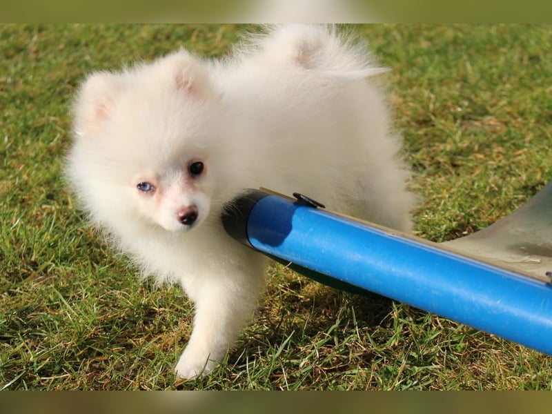 Zwergspitz Pomeranian "Vanilla" Hündin 4 Monate kann ins neue Heim ziehen