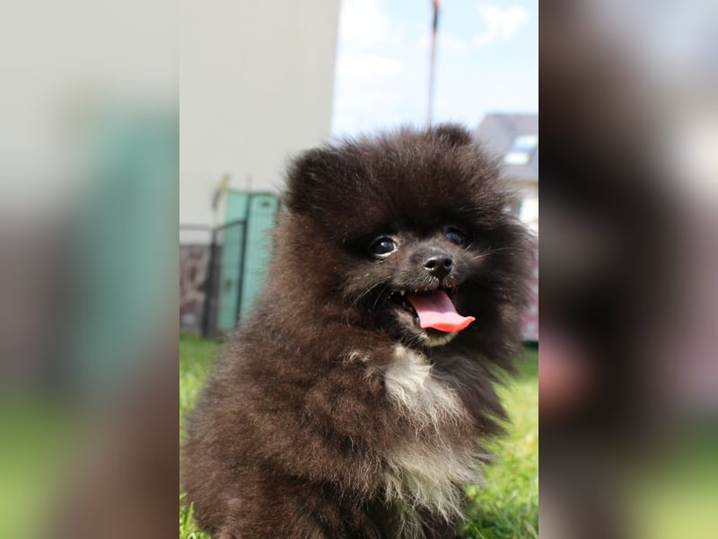 Zwergspitz Pomeranian Welpen in verschiedenen Farben mit Papieren
