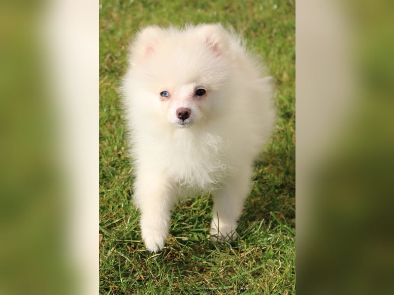 Zwergspitz Pomeranian "Vanilla" Hündin 4 Monate kann ins neue Heim ziehen