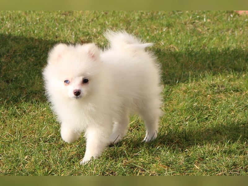 Zwergspitz Pomeranian "Vanilla" Hündin 4 Monate kann ins neue Heim ziehen