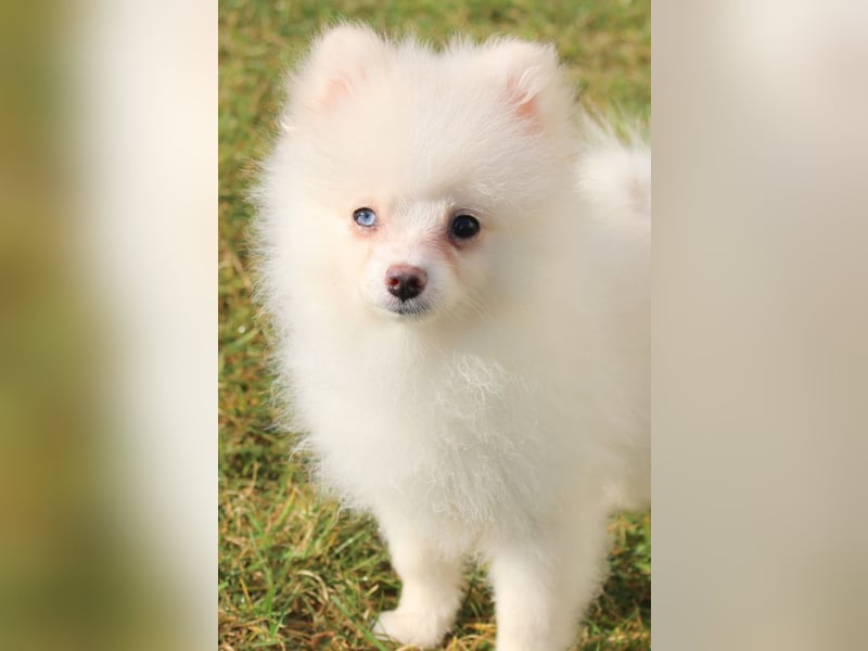 Zwergspitz Pomeranian "Vanilla" Hündin 4 Monate kann ins neue Heim ziehen