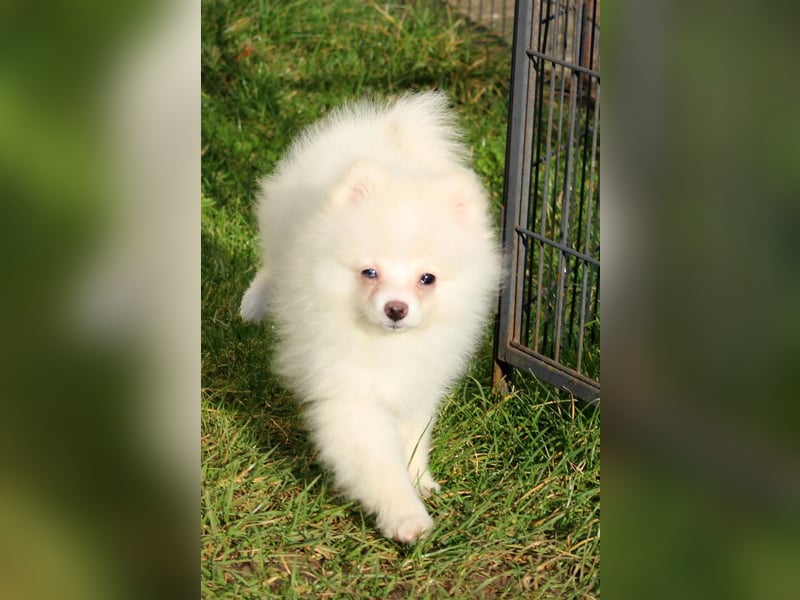 Zwergspitz Pomeranian "Vanilla" Hündin 4 Monate kann ins neue Heim ziehen
