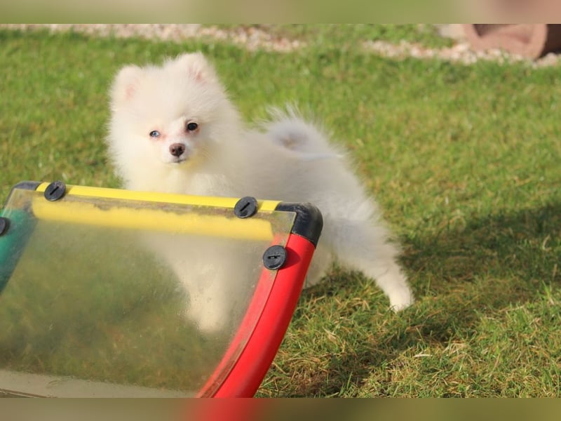 Zwergspitz Pomeranian "Vanilla" Hündin 4 Monate kann ins neue Heim ziehen