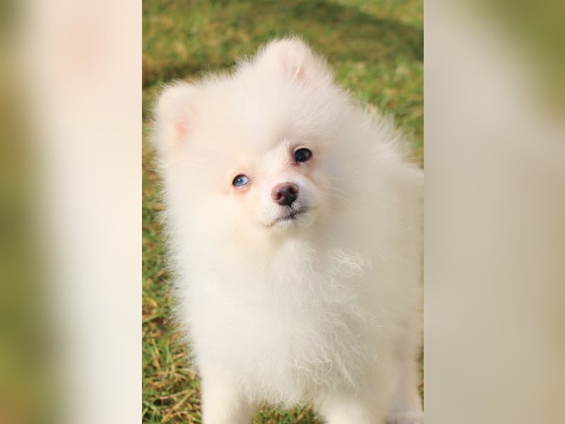 Zwergspitz Pomeranian "Vanilla" Hündin 4 Monate kann ins neue Heim ziehen
