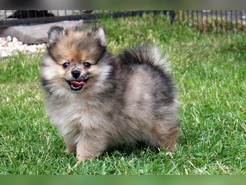 Zwergspitz Pomeranian Welpen in verschiedenen Farben mit Papieren