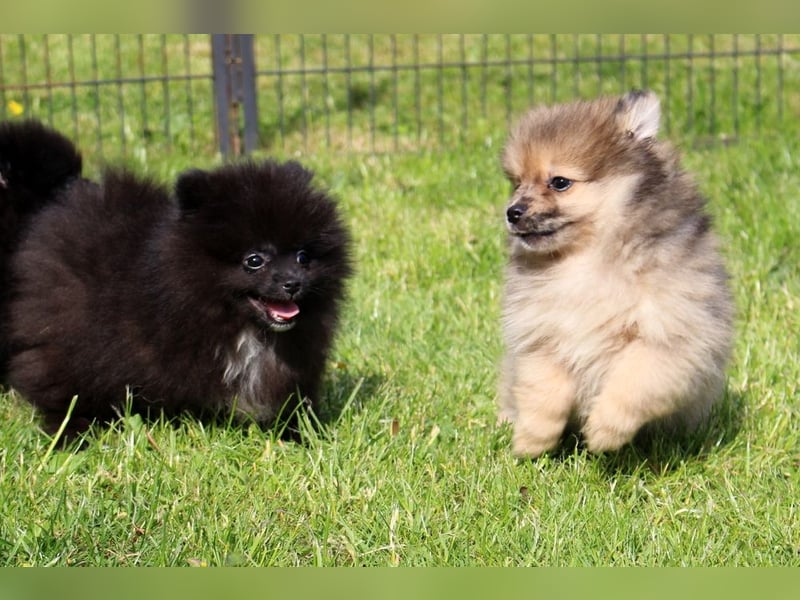 Zwergspitz Pomeranian Welpen in verschiedenen Farben mit Papieren