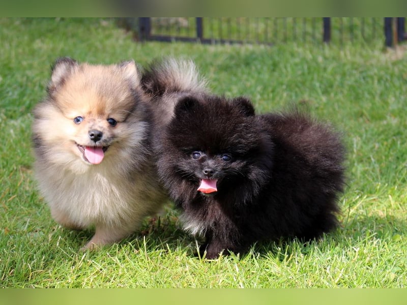 Zwergspitz Pomeranian Welpen in verschiedenen Farben mit Papieren