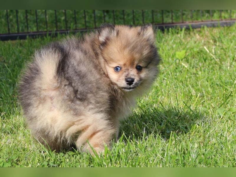 Zwergspitz Pomeranian Welpen in verschiedenen Farben mit Papieren