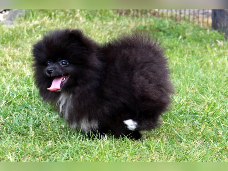 Zwergspitz Pomeranian Welpen in verschiedenen Farben mit Papieren