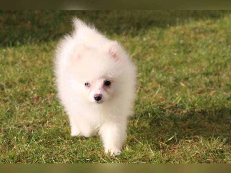 Zwergspitz Pomeranian "Vanilla" Hündin 4 Monate kann ins neue Heim ziehen