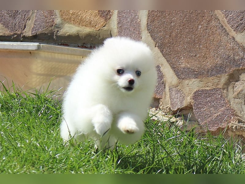 Zwergspitz Pomeranian Welpen in verschiedenen Farben mit Papieren