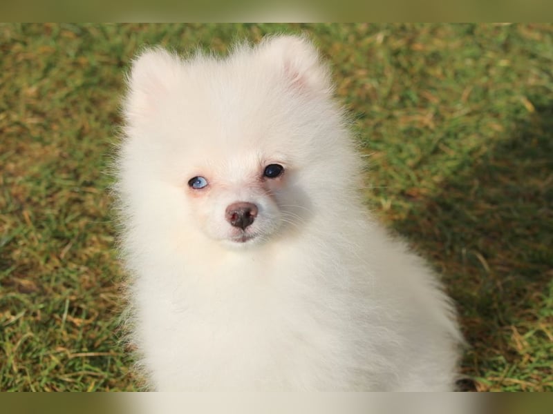 Zwergspitz Pomeranian "Vanilla" Hündin 4 Monate kann ins neue Heim ziehen