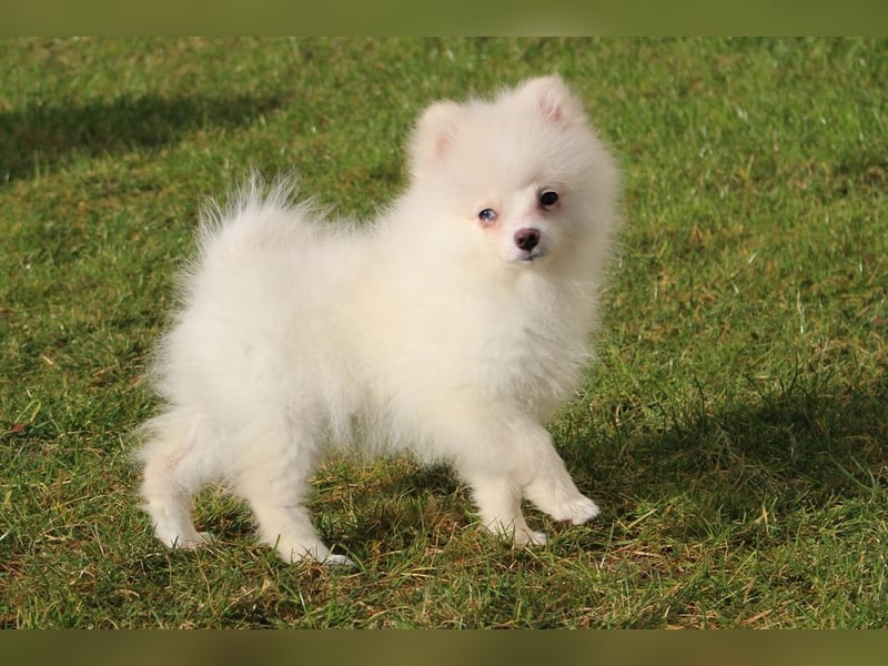 Zwergspitz Pomeranian "Vanilla" Hündin 4 Monate kann ins neue Heim ziehen