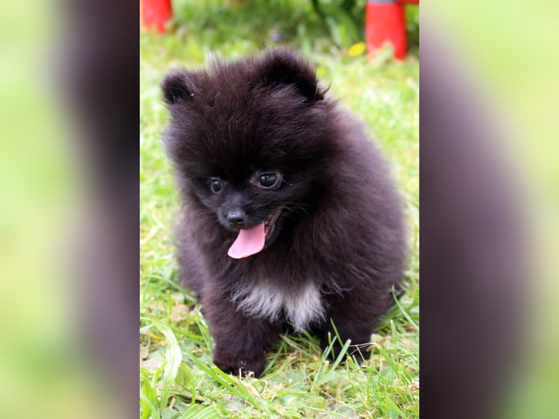 Yulie unsere kleine Pomeranian Zwergspitz Hündin mit Papieren kann ausziehen