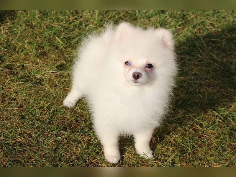 Zwergspitz Pomeranian "Vanilla" Hündin 4 Monate kann ins neue Heim ziehen