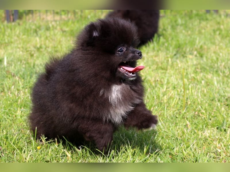 Zwergspitz Pomeranian Welpen in verschiedenen Farben mit Papieren