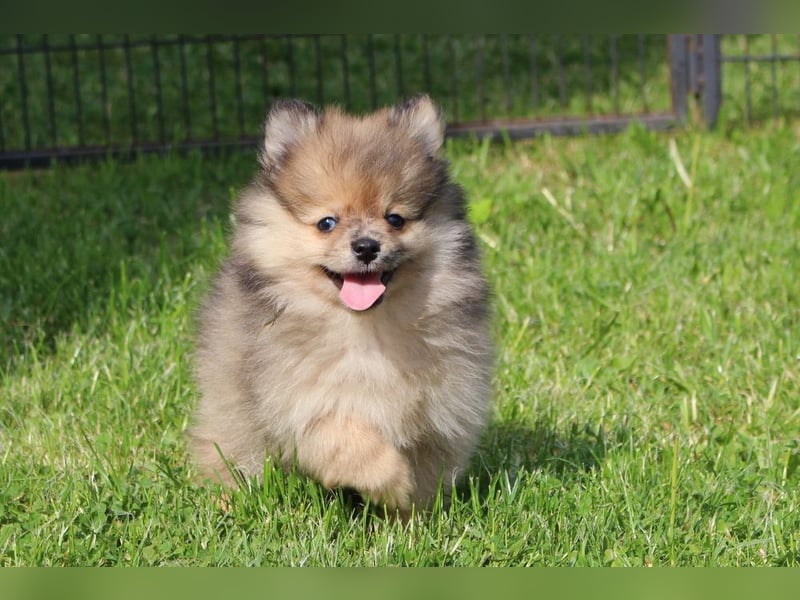 Zwergspitz Pomeranian Welpen in verschiedenen Farben mit Papieren