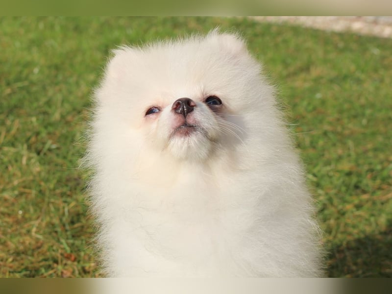 Zwergspitz Pomeranian "Vanilla" Hündin 4 Monate kann ins neue Heim ziehen