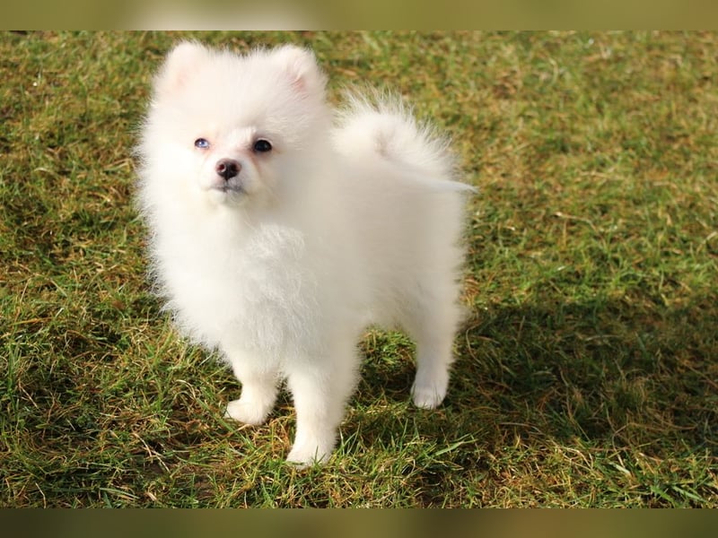 Zwergspitz Pomeranian "Vanilla" Hündin 4 Monate kann ins neue Heim ziehen