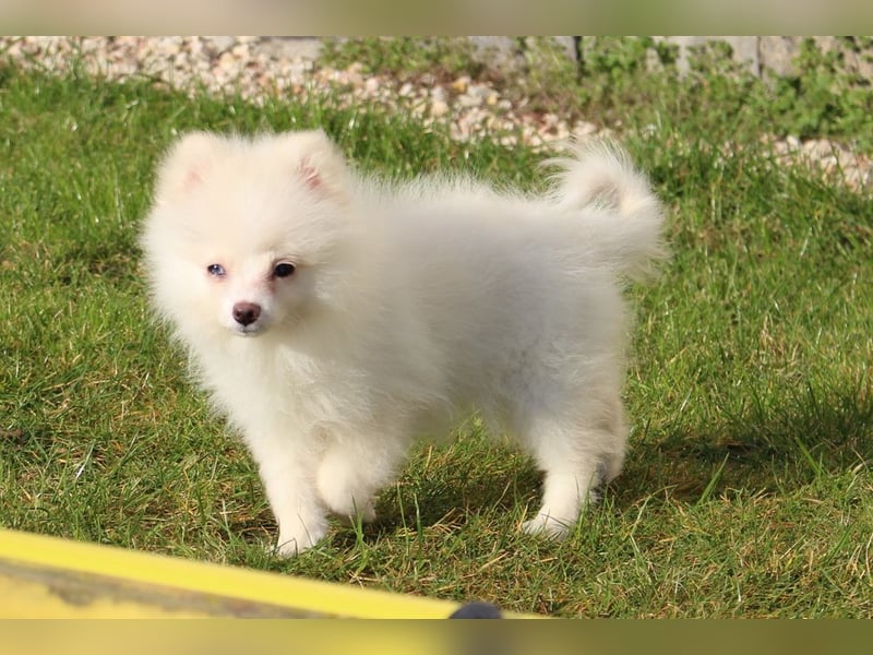 Zwergspitz Pomeranian "Vanilla" Hündin 4 Monate kann ins neue Heim ziehen