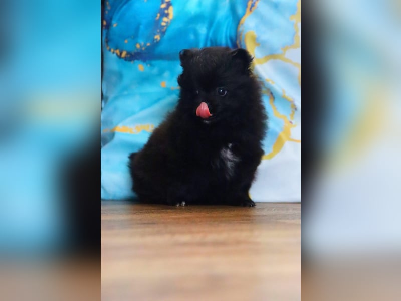 Hübsche Pomeranian Zwergspitz Hündin im Pärchentyp